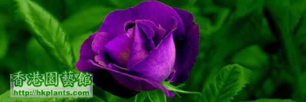 Purple-Rose-s.jpg