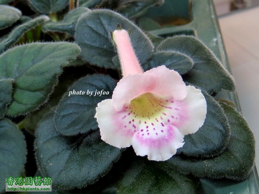 S. Jo's Hybrid N#0021-3 -c 08 Dec 2015.jpg