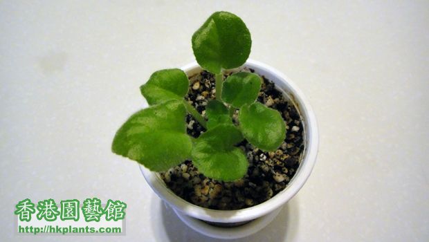 Sister Sylvia_Plant HK.jpg