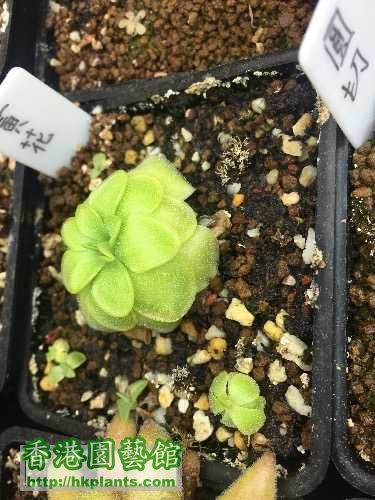 Pinguicula Special Yellow flower 150hkd