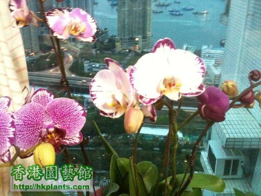 orchid01.jpg