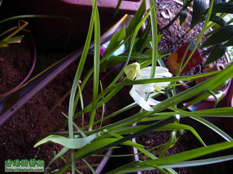 Fritillaria