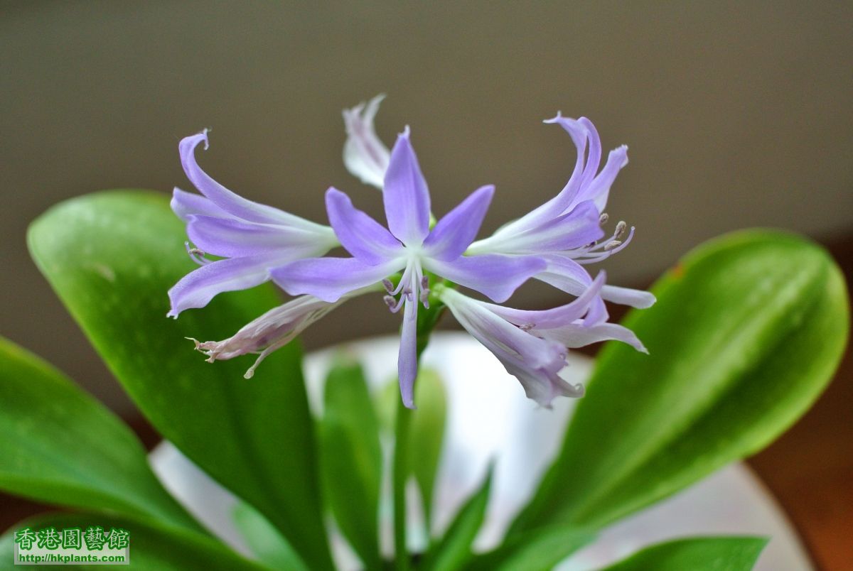 2015-09-12 藍晶花 Amaryllidaceae Griffinia liboniana (1).JPG