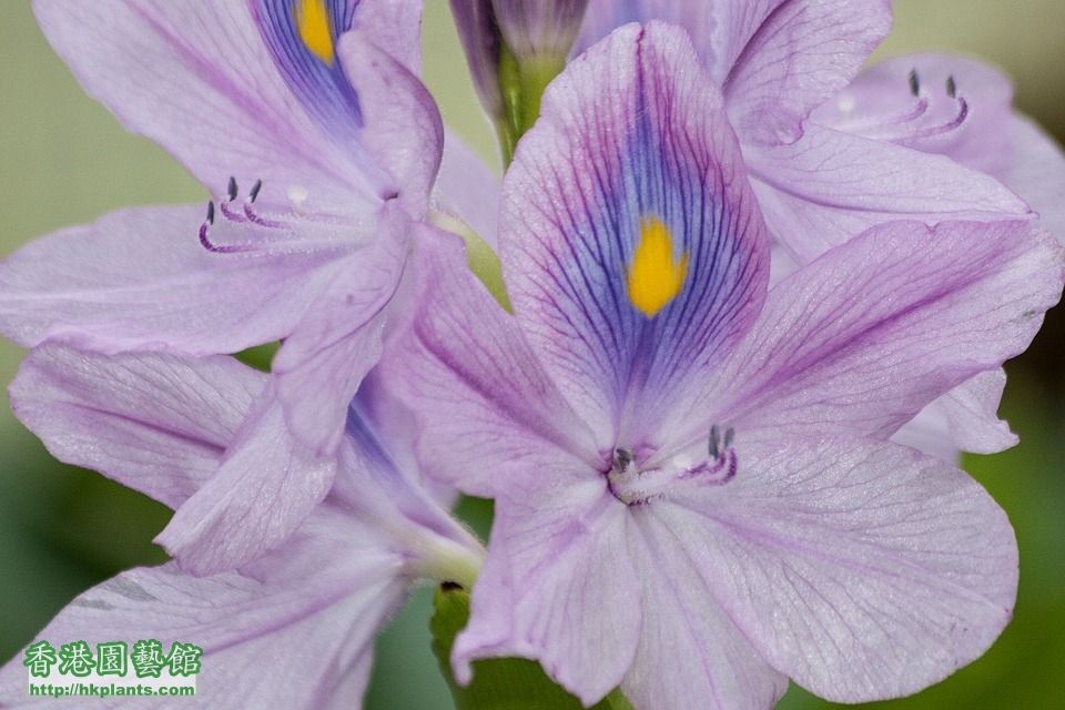 water-hyacinth-194377_960_720.jpg