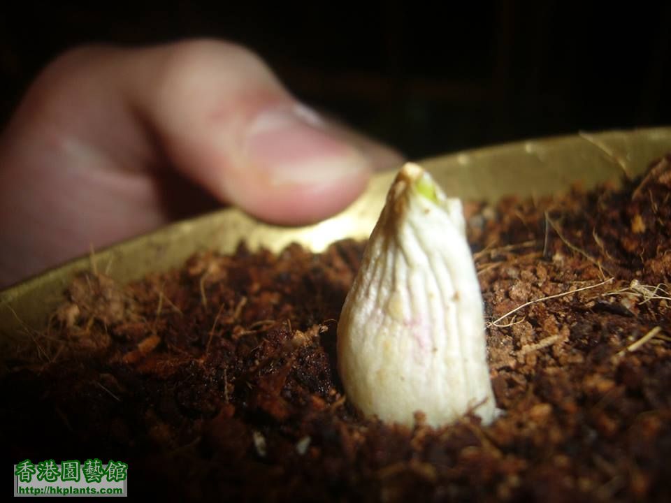 baby tulip(from seed)