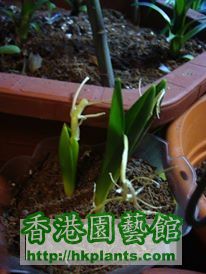 ornithogalum saundersiae