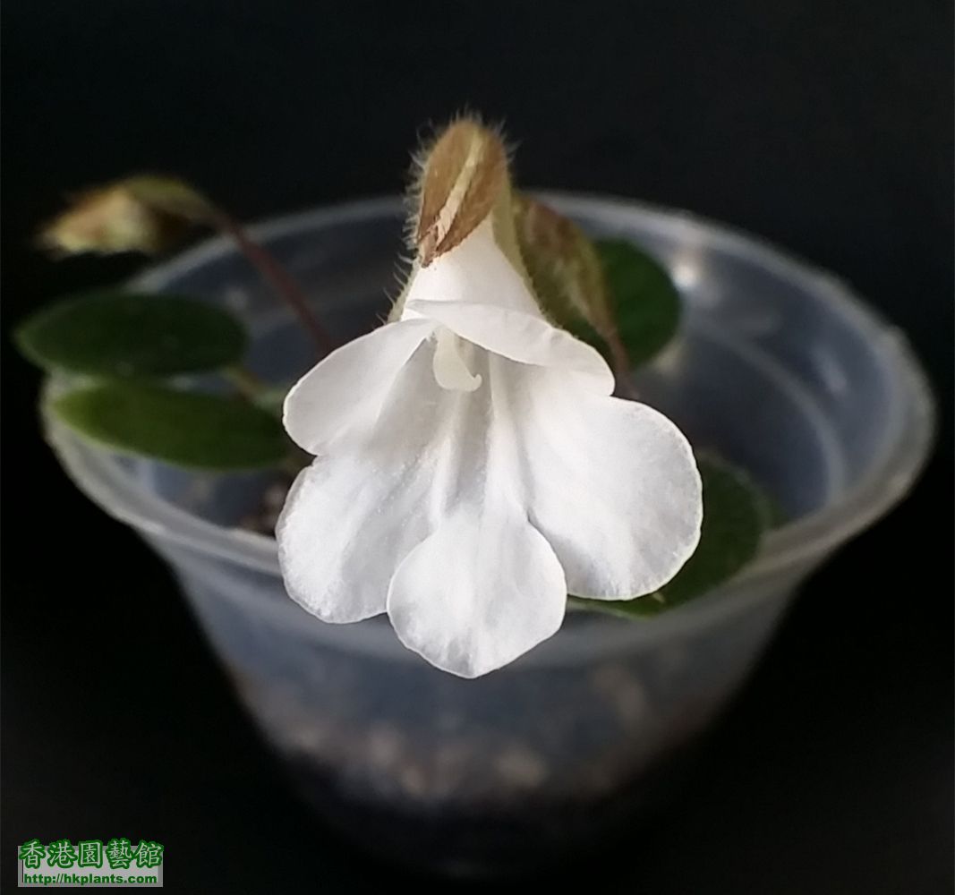Primulina tamiana 雙心皮草流鼻涕 (1).jpg
