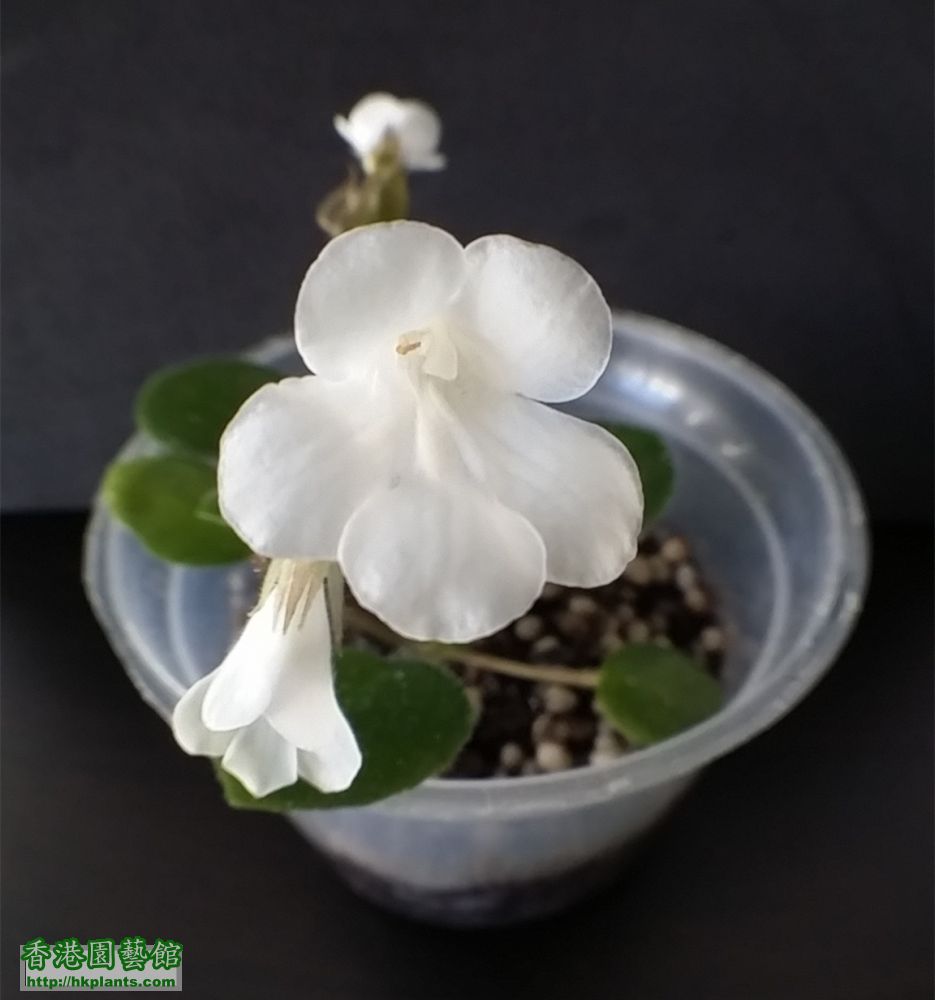 Primulina tamiana 雙心皮草流鼻涕 (2).jpg