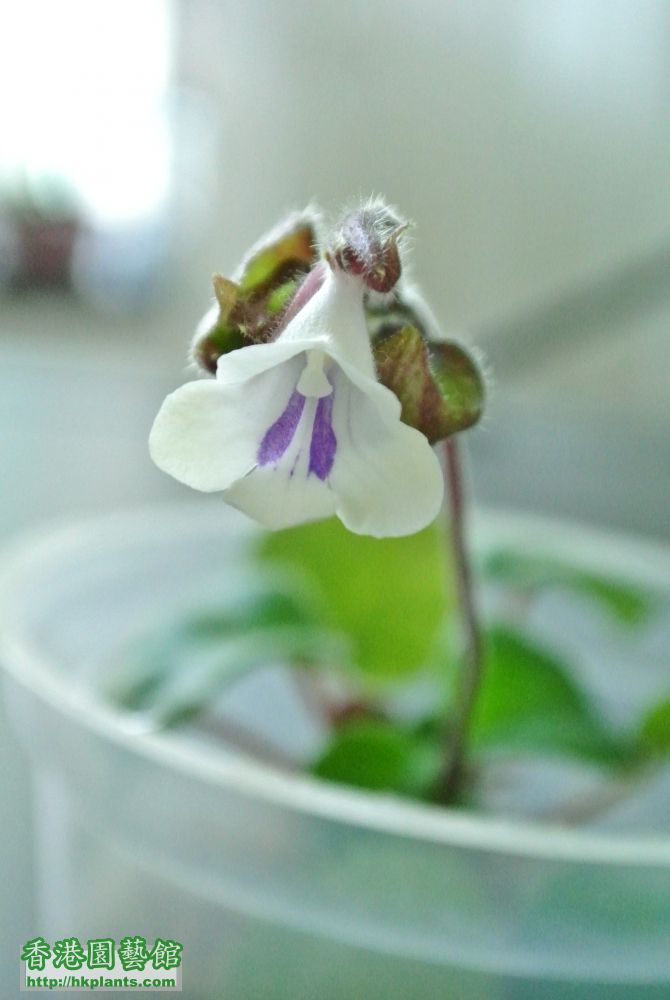 Primulina tamiana 雙心皮草流鼻涕 (3).JPG