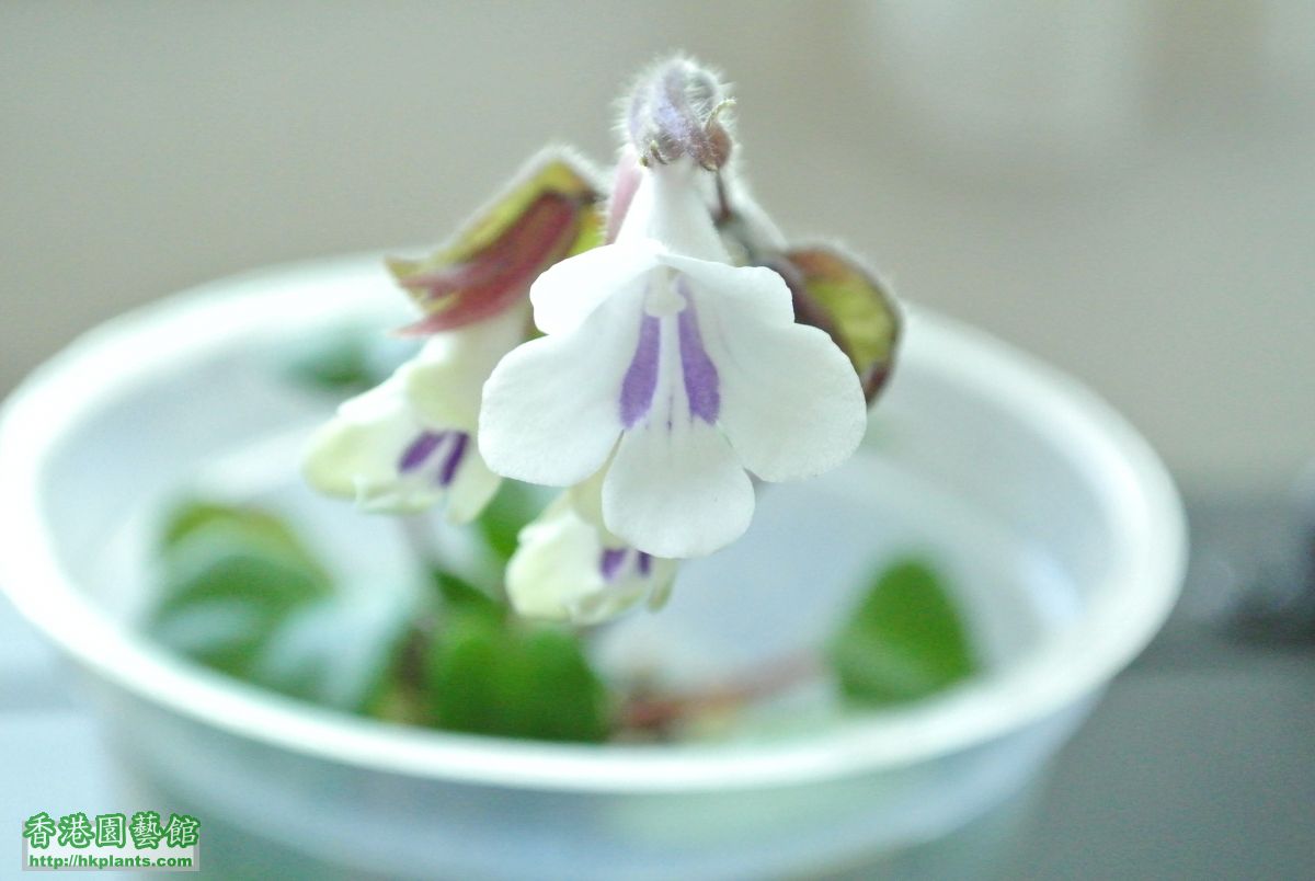 Primulina tamiana 雙心皮草流鼻涕 (5).JPG