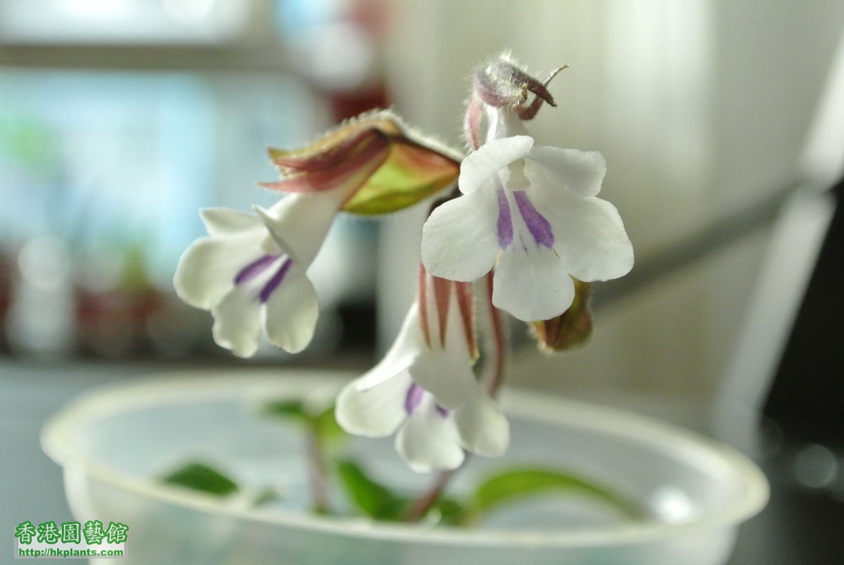 Primulina tamiana 雙心皮草流鼻涕 (6).JPG