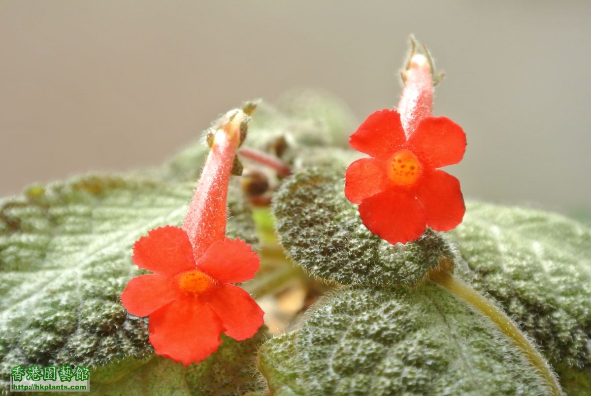 Episcia Country Cowboy (1).JPG