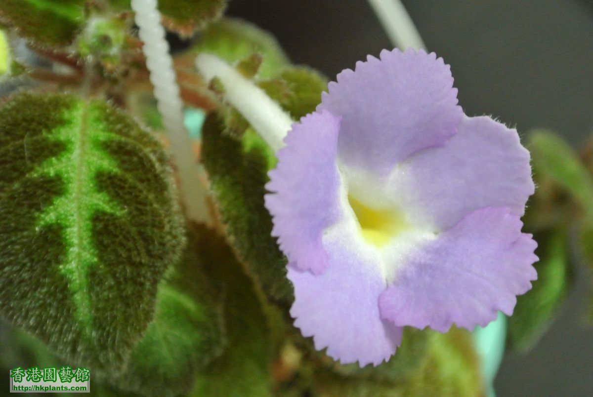 Episcia Fanny Haague (1).JPG