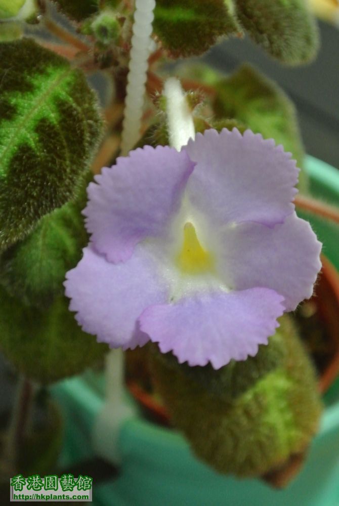 Episcia Fanny Haague (2).JPG