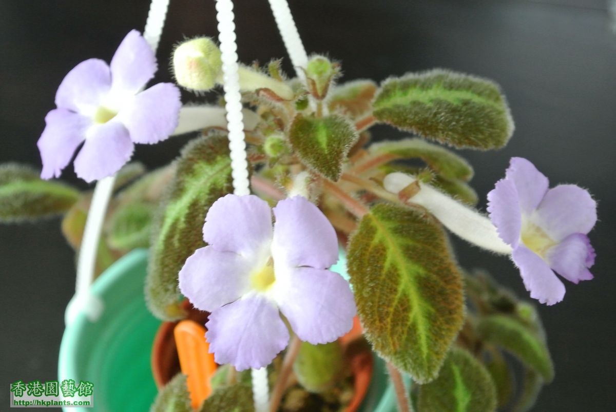 Episcia Fanny Haague (3).JPG