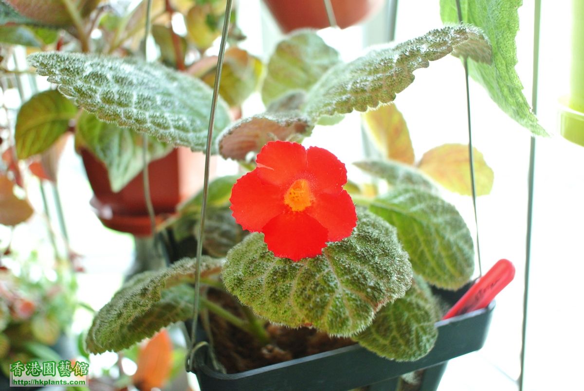 Episcia Tiger Stripe (2).JPG