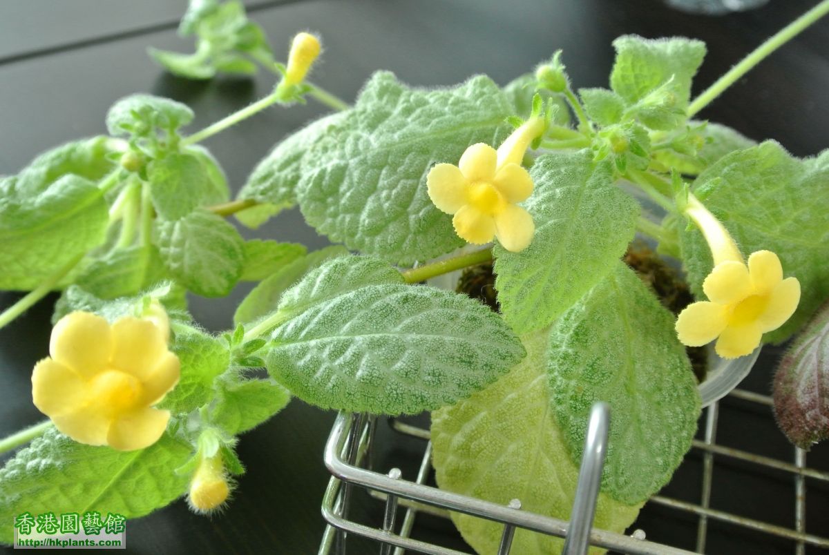 Episcia Thad's Yellow Birds (2).JPG