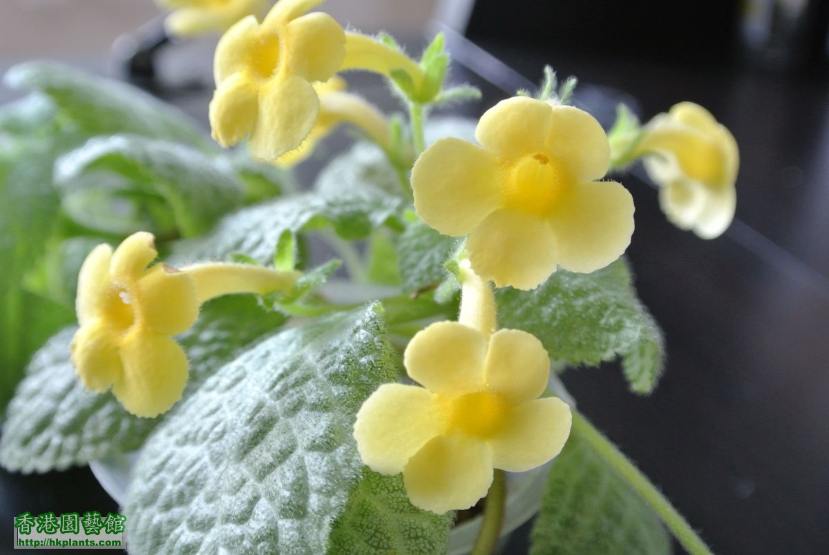 Episcia Thad's Yellow Birds (5).JPG