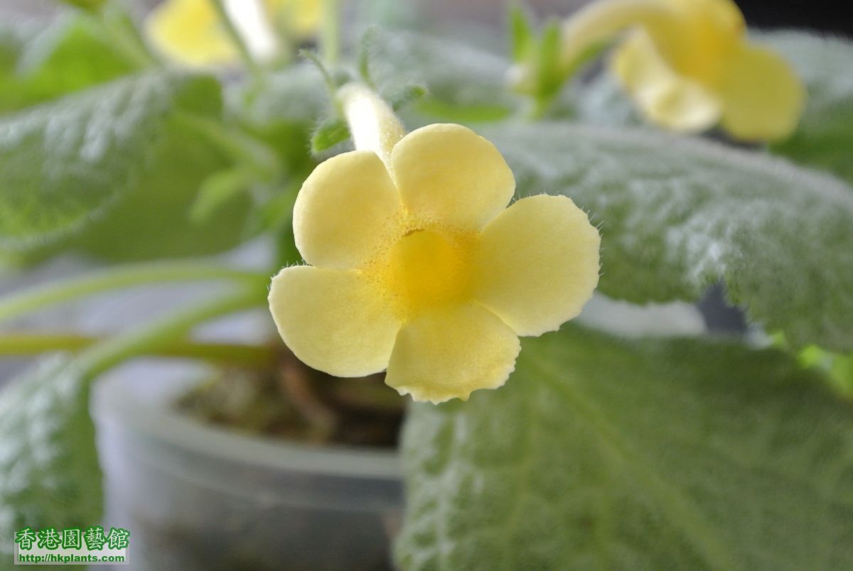 Episcia Thad's Yellow Birds (8).JPG