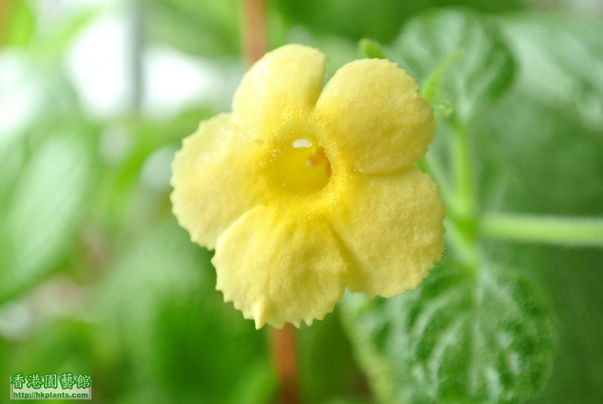 Episcia Thad's Yellow Birds (10).JPG