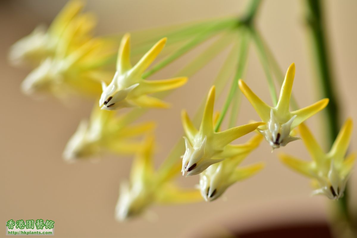 Hoya multiflora  流星毬蘭 (1).JPG