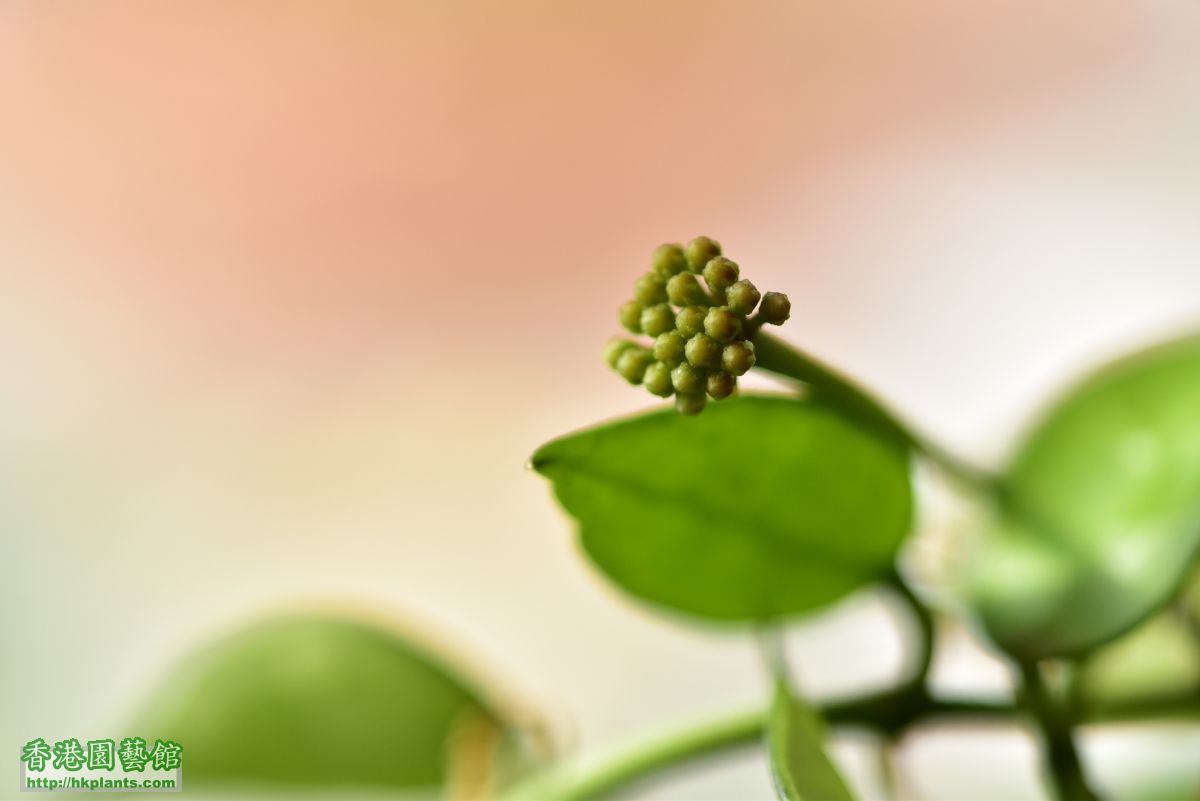 Hoya lacunosa (1).JPG