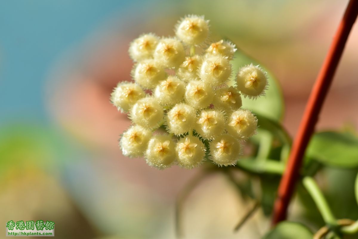 Hoya lacunosa (6).JPG