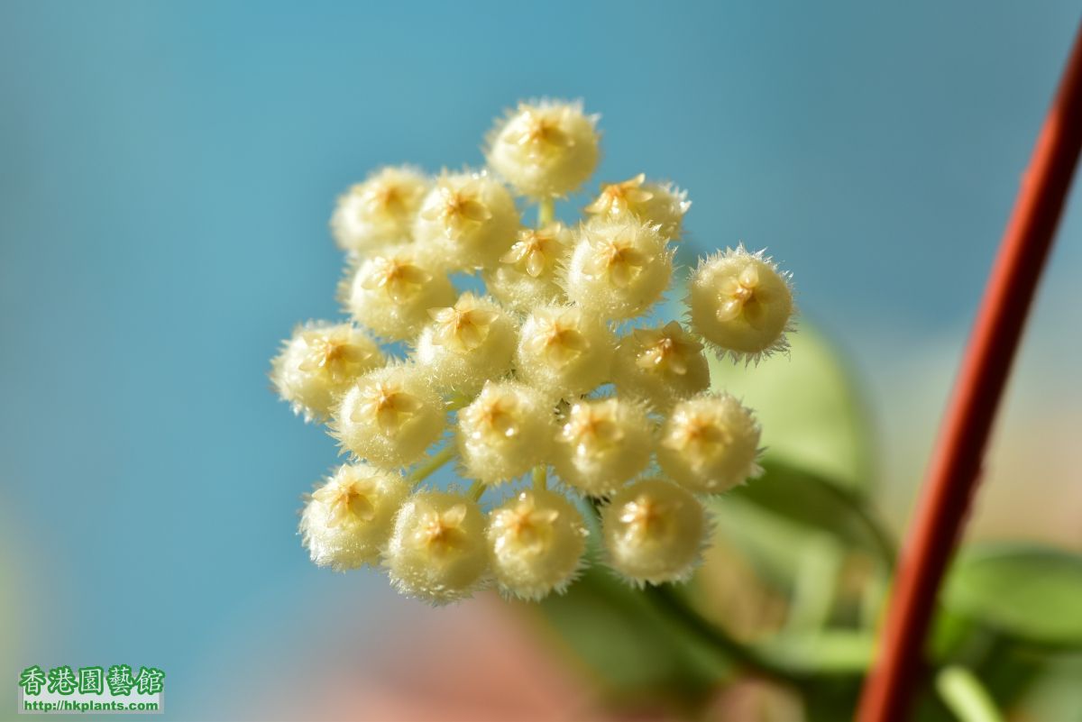 Hoya lacunosa (7).JPG