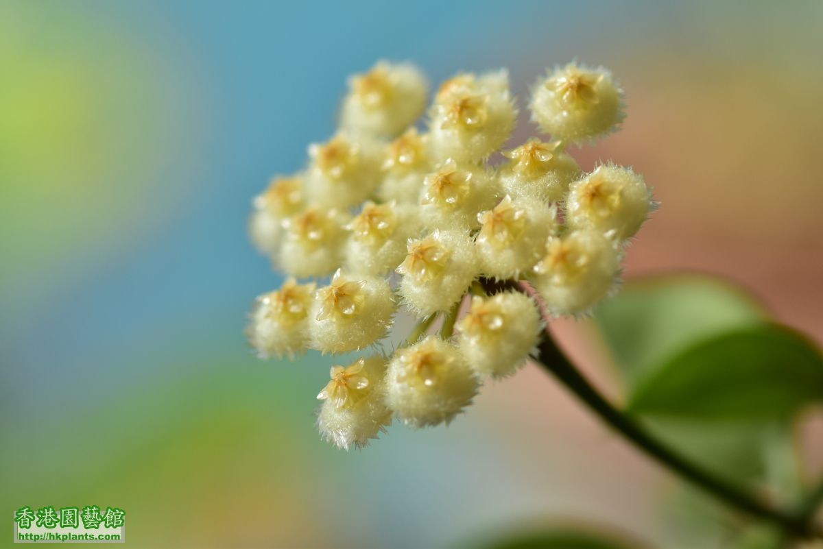 Hoya lacunosa (8).JPG