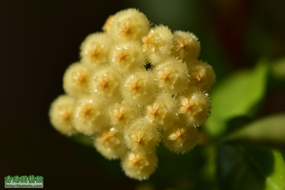 Hoya lacunosa (9).JPG