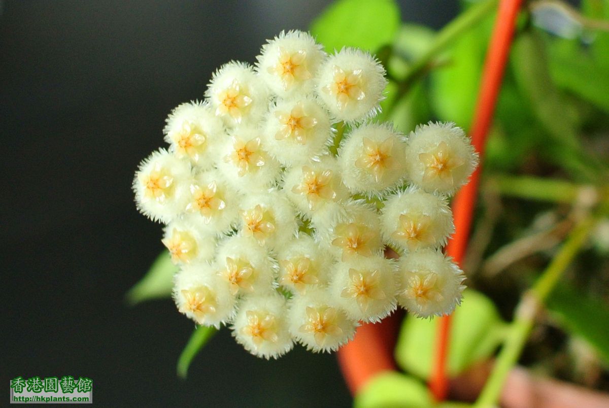 Hoya lacunosa (10).JPG