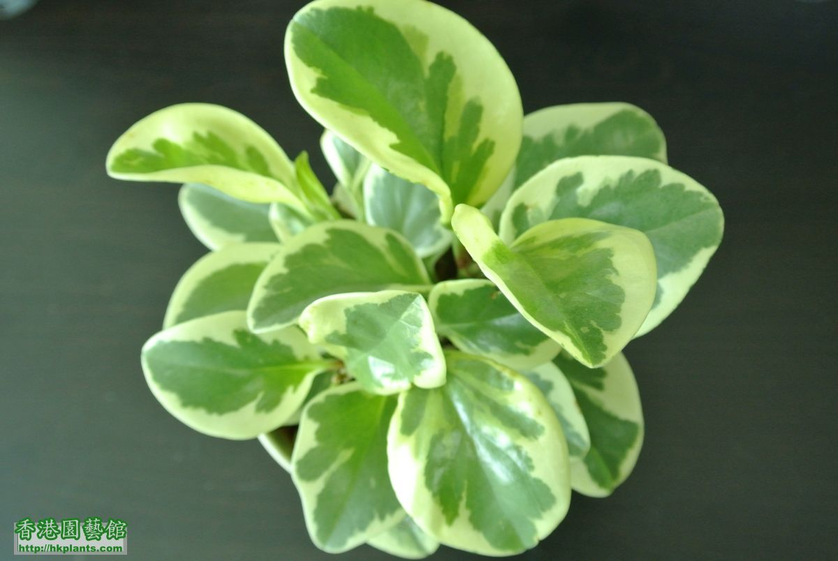 乳斑椒草Peperomia obtusifolia cv. “Variegata” (2).JPG