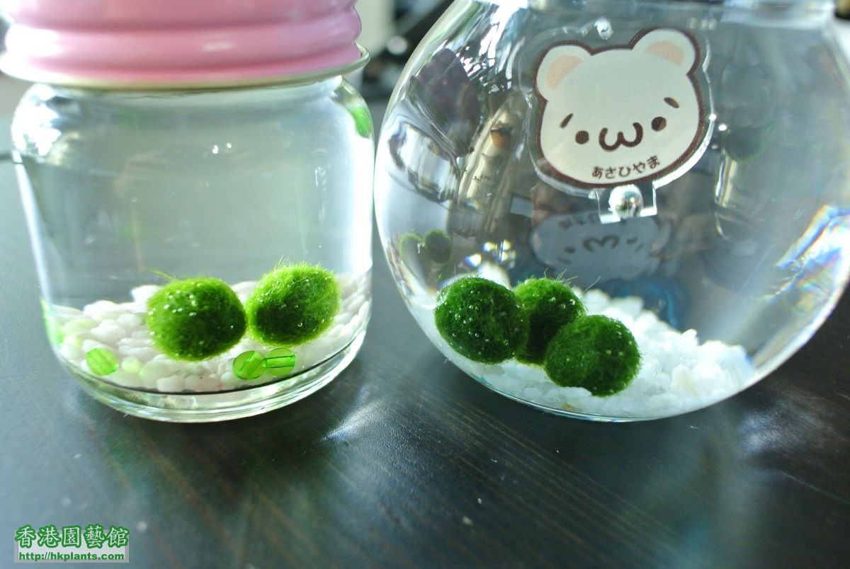 海藻球 marimo まりも (4).JPG