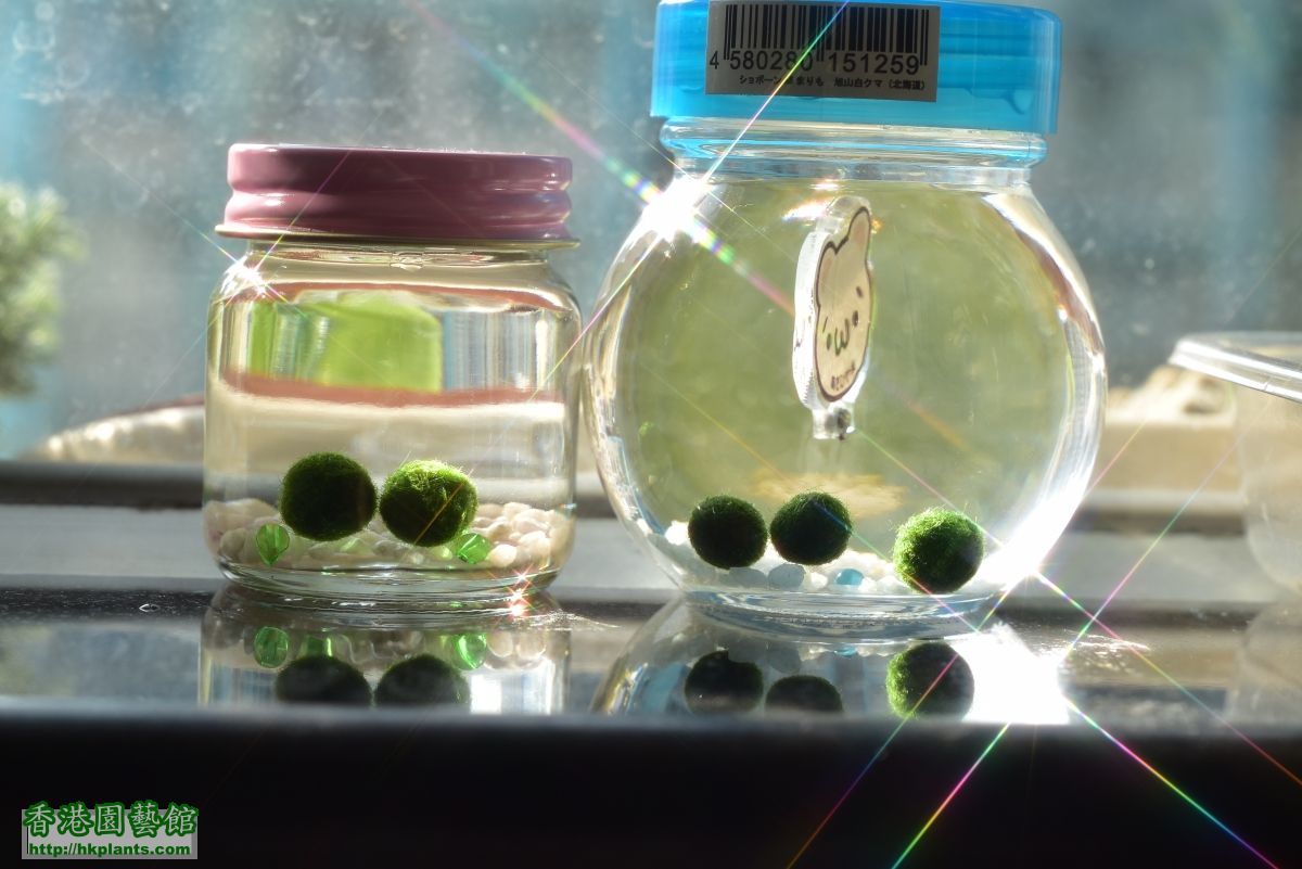 海藻球 marimo まりも (5).JPG