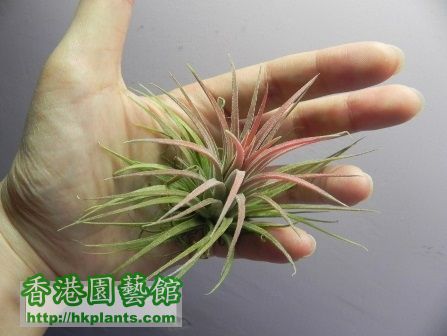 ionantha_2016_2月 (5).JPG