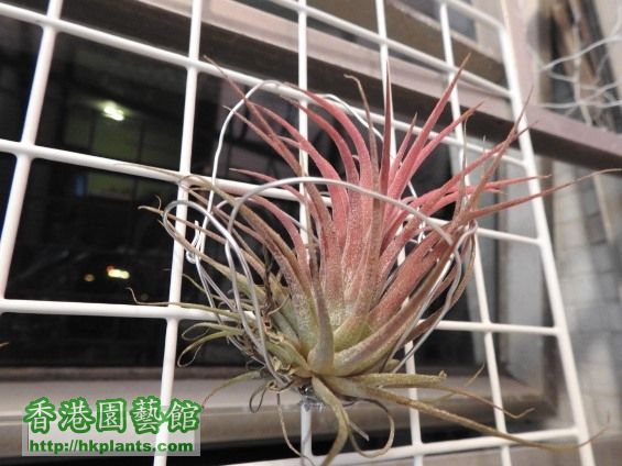 ionantha_2016_3月 (3a).JPG