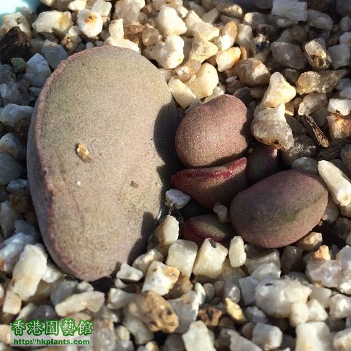 紅蛋水泡Adromischus marianae v. Hallii (From grey1102)