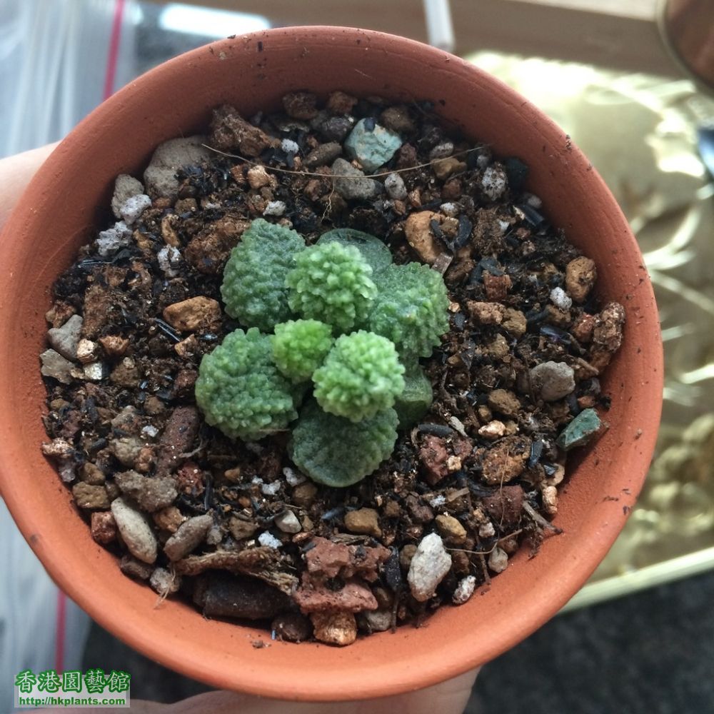 Adromischus marianae v. herrei lime drops (From grey1102)