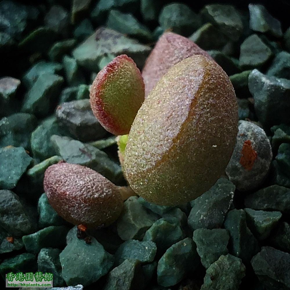 宇玉殿Adromischus marianae Little Spheroid (From grey1102)