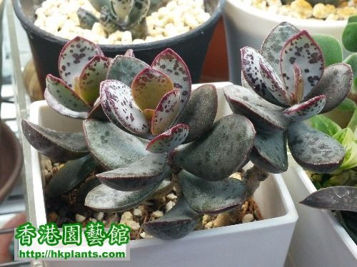 草莓蛋糕水泡 adromischus maculatus Mosselbai