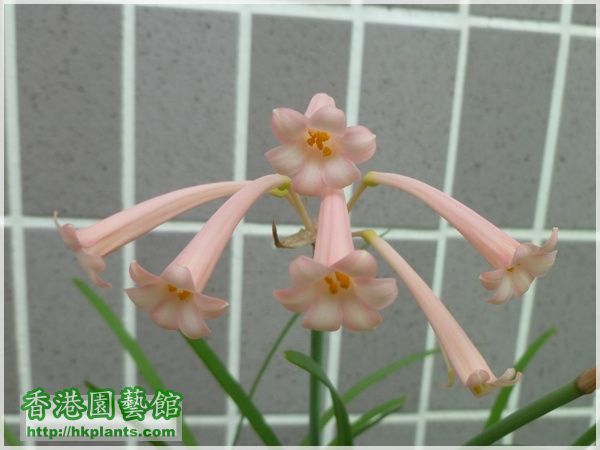 Cyrtanthus mackenii 'himalayan pink'-2015-024.JPG