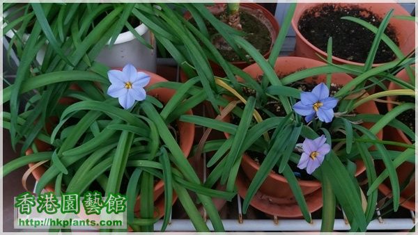 Ipheion Rolf Fiedler-2015-005.jpg