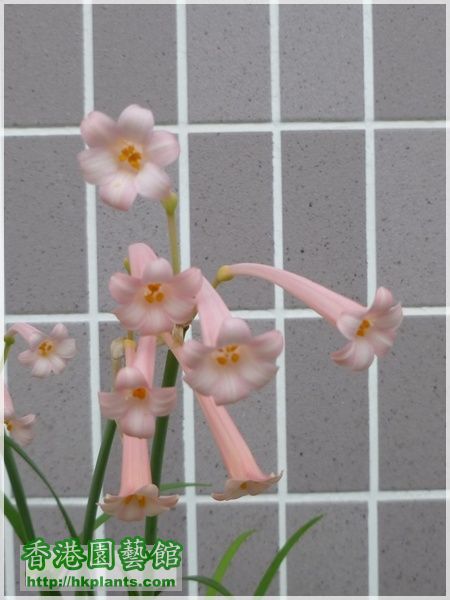 Cyrtanthus mackenii 'himalayan pink'-2015-026.JPG