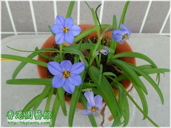 Ipheion Jessie-2015-006.JPG