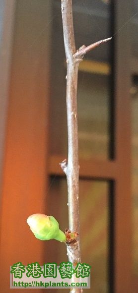 日本海棠種咗一年終於有一粒花喇