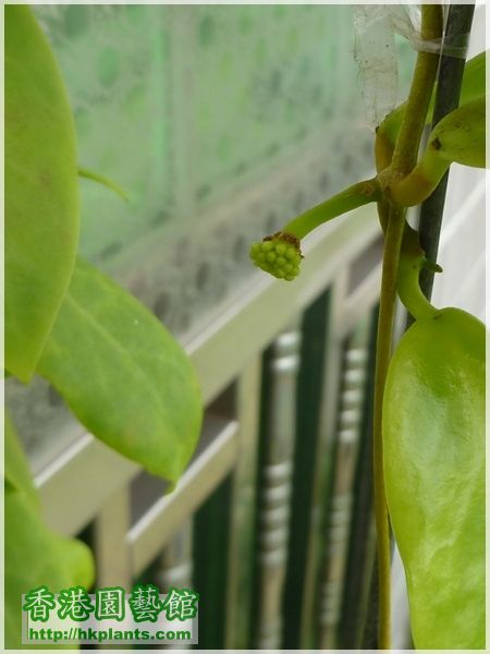 Hoya Mindorensis Yellow Corona-2016-003.JPG