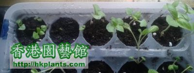 Thai Basil.jpg