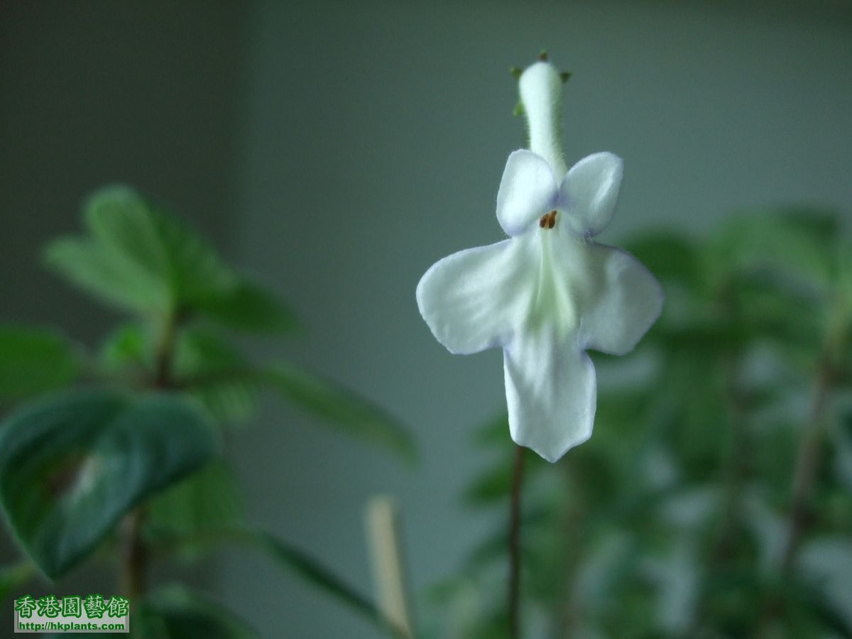 白花海豚花 