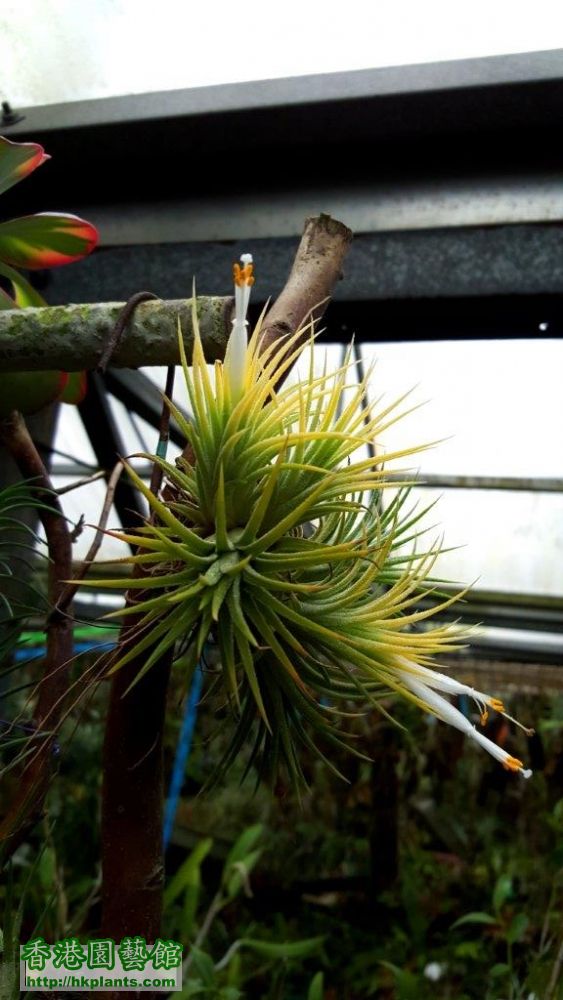 T.ionantha alba David.jpg