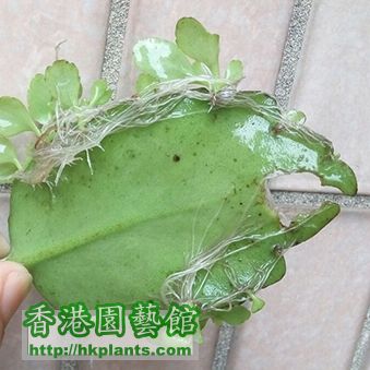 水生植物